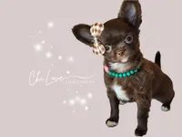 Avery , a female Chihuahua for sale in Red Rock, AZ – 1 of 10