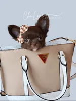 Avery , a female Chihuahua for sale in Red Rock, AZ – 3 of 10