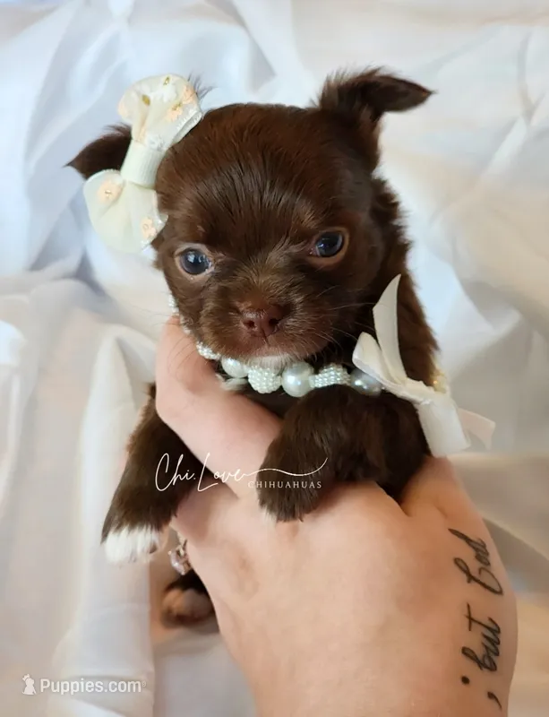 Avery  – Chihuahua puppy for sale in Red Rock, AZ