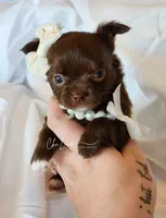 Avery , a female Chihuahua for sale in Red Rock, AZ – 2 of 10
