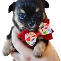 Valentino (On Hold), a male Chihuahua for sale in Red Rock, AZ – Photo 4 of 4