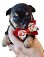 Valentino (On Hold), a male Chihuahua for sale in Red Rock, AZ – Photo 4 of 4