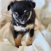 Valentino (On Hold), a male Chihuahua for sale in Red Rock, AZ – Photo 1 of 4