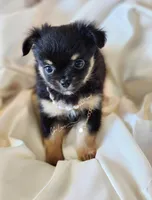 Valentino (On Hold), a male Chihuahua for sale in Red Rock, AZ – Photo 1 of 4