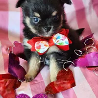 Valentino (On Hold), a male Chihuahua for sale in Red Rock, AZ – Photo 3 of 4