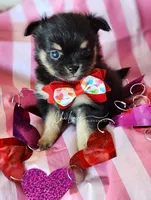 Valentino (On Hold), a male Chihuahua for sale in Red Rock, AZ – Photo 3 of 4