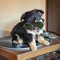 Valentino (On Hold), a male Chihuahua for sale in Red Rock, AZ – Photo 2 of 4