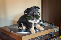 Valentino (On Hold), a male Chihuahua for sale in Red Rock, AZ – Photo 2 of 4