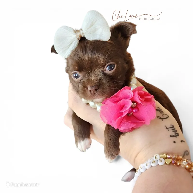 Avery  – Chihuahua puppy for sale in Red Rock, AZ