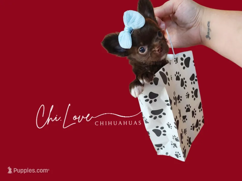 Avery  – Chihuahua puppy for sale in Red Rock, AZ