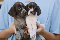 Romeo, a male Braque Francais for sale in Abbeville, SC – Photo 3 of 3