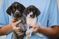 Romeo, a male Braque Francais for sale in Abbeville, SC – Photo 2 of 3