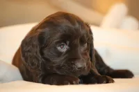 Lizzy, a female Boykin Spaniel for sale in Abbeville, SC – Photo 1 of 2