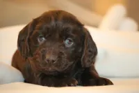 Lizzy, a female Boykin Spaniel for sale in Abbeville, SC – Photo 2 of 2