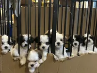 E, a male Lhasa Apso and Maltese for sale in Wahoo, NE – 5 of 7