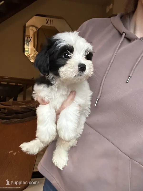 C – Lhasa Apso, Maltese puppy for sale in Wahoo, NE