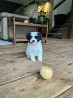 E, a male Lhasa Apso and Maltese for sale in Wahoo, NE – 2 of 7