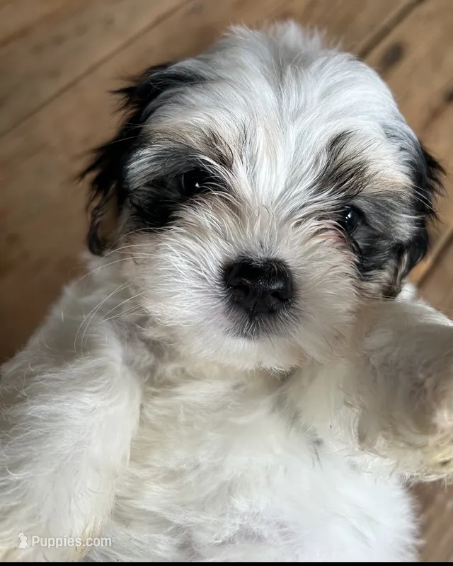 B – Lhasa Apso, Maltese puppy for sale in Wahoo, NE