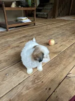 G, a male Lhasa Apso and Maltese for sale in Wahoo, NE – 5 of 7