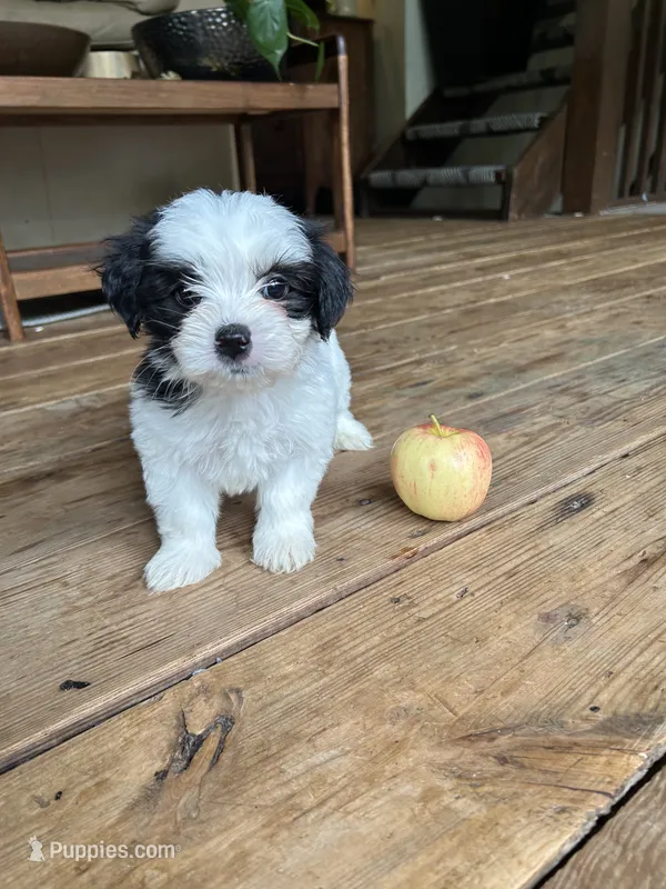 C – Lhasa Apso, Maltese puppy for sale in Wahoo, NE