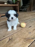 C, a male Lhasa Apso and Maltese for sale in Wahoo, NE – 1 of 7