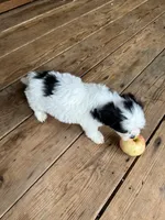 C, a male Lhasa Apso and Maltese for sale in Wahoo, NE – 3 of 7