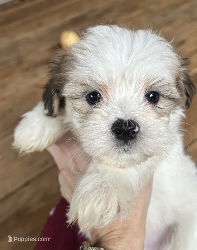 F – Lhasa Apso, Maltese puppy for sale in Wahoo, NE