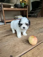 B, a male Lhasa Apso and Maltese for sale in Wahoo, NE – 1 of 7