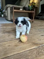 E, a male Lhasa Apso and Maltese for sale in Wahoo, NE – 4 of 7