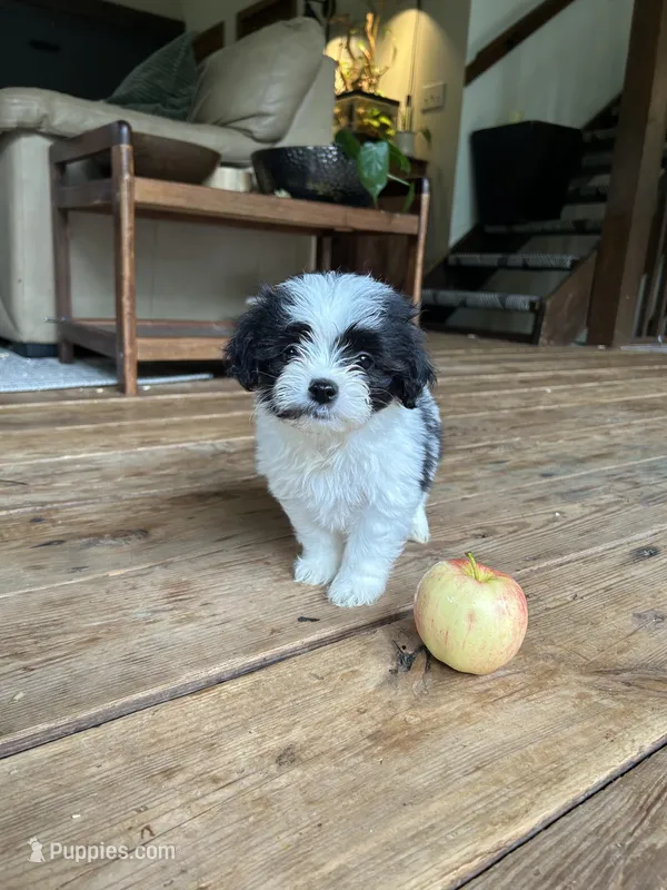 E – Lhasa Apso, Maltese puppy for sale in Wahoo, NE