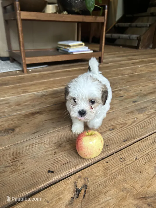 G – Lhasa Apso, Maltese puppy for sale in Wahoo, NE