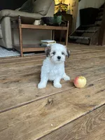H, a male Lhasa Apso and Maltese for sale in Wahoo, NE – 3 of 6