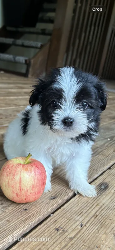 A – Lhasa Apso, Maltese puppy for sale in Wahoo, NE