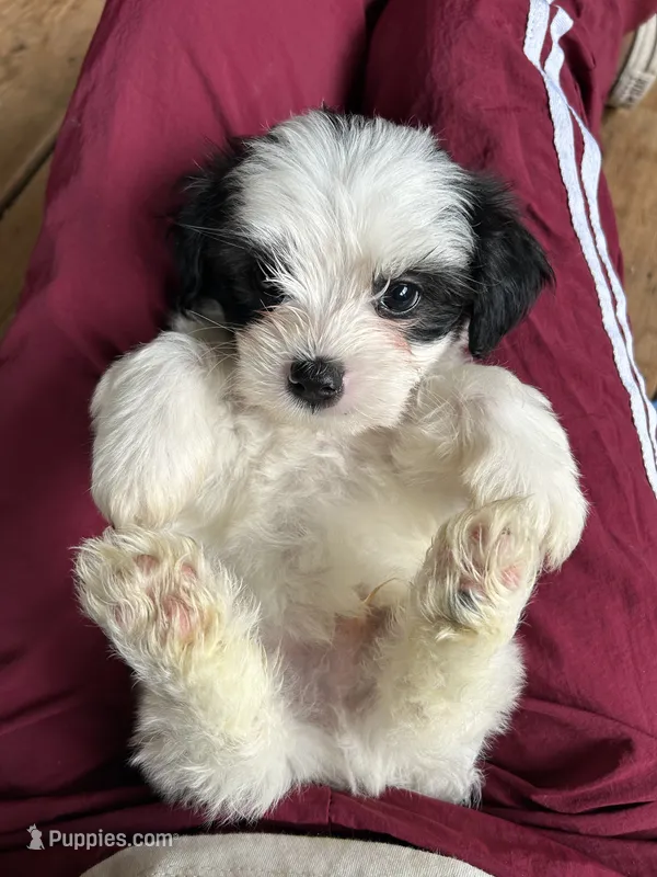 C – Lhasa Apso, Maltese puppy for sale in Wahoo, NE