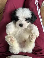 C, a male Lhasa Apso and Maltese for sale in Wahoo, NE – 4 of 7