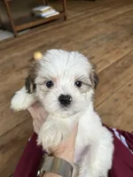 F, a male Lhasa Apso and Maltese for sale in Wahoo, NE – 2 of 5