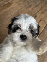 B, a male Lhasa Apso and Maltese for sale in Wahoo, NE – 4 of 7