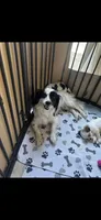 D, a male Lhasa Apso and Maltese for sale in Wahoo, NE – 6 of 6