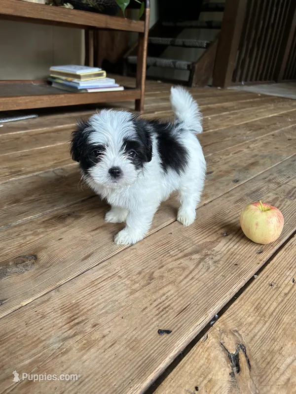 D – Lhasa Apso, Maltese puppy for sale in Wahoo, NE