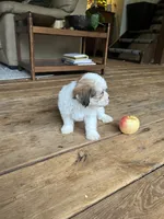 H, a male Lhasa Apso and Maltese for sale in Wahoo, NE – 4 of 6