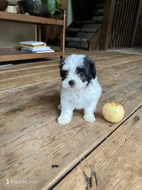 D – Lhasa Apso, Maltese puppy for sale in Wahoo, NE