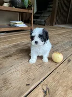D, a male Lhasa Apso and Maltese for sale in Wahoo, NE – 1 of 6