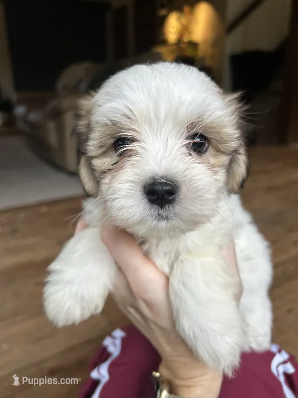 H – Lhasa Apso, Maltese puppy for sale in Wahoo, NE