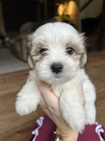 H, a male Lhasa Apso and Maltese for sale in Wahoo, NE – 2 of 6
