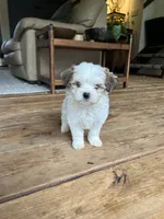 F, a male Lhasa Apso and Maltese for sale in Wahoo, NE – 3 of 5