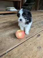 A, a female Lhasa Apso and Maltese for sale in Wahoo, NE – 4 of 8