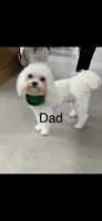 H, a male Lhasa Apso and Maltese for sale in Wahoo, NE – 5 of 6