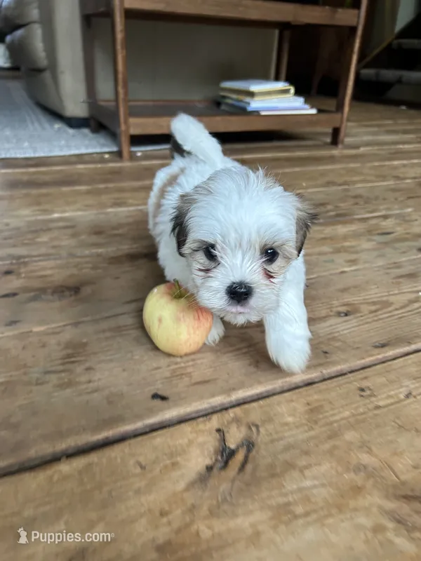 G – Lhasa Apso, Maltese puppy for sale in Wahoo, NE