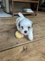 G, a male Lhasa Apso and Maltese for sale in Wahoo, NE – 4 of 7