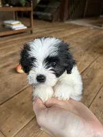 E, a male Lhasa Apso and Maltese for sale in Wahoo, NE – 3 of 7